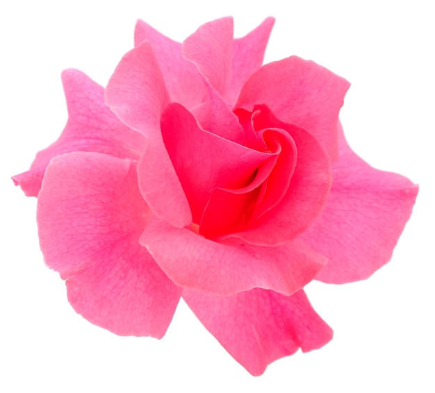 Rosa Rosenblüte auf Zweig und Blatt, isoliert auf weißem Hintergrund