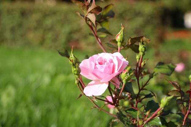 rosa Rosenblüte mit Knospen auf dem verschwommenen grünen Gartenhintergrund