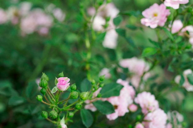 Rosa Rosenblüten in einem Garten