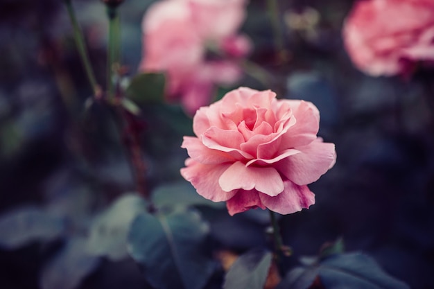 Rosa Rosenblütenknospen, die im Garten blühen, selektiver Fokus