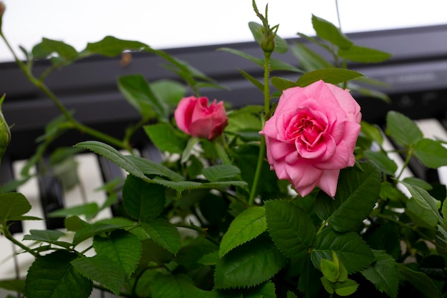 Rosa Rosenblume auf Klaviertastenhintergrund