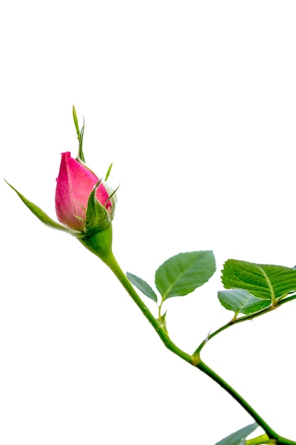 Rosa Rosenblume auf weißem Hintergrund