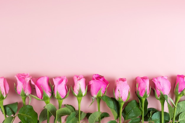 Rosa Rosenblume mit Kopienraum für Text.