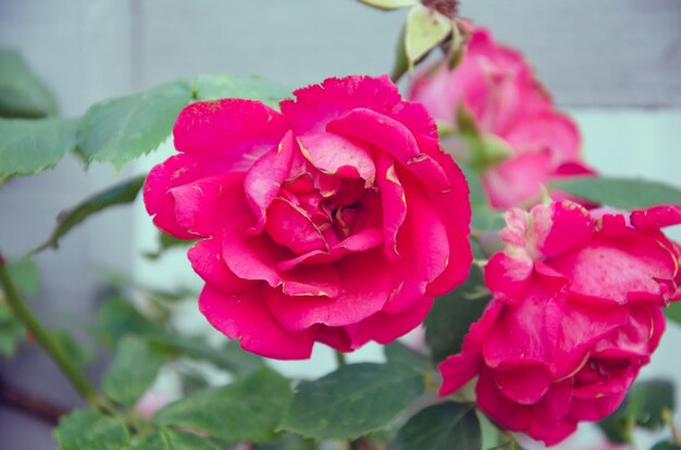 Rosa Rosenblume mit Regentropfen auf rosa Rosenblumen des Hintergrundes. Natur.