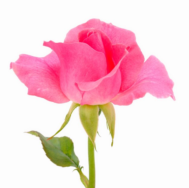 Foto rosa rosenblume