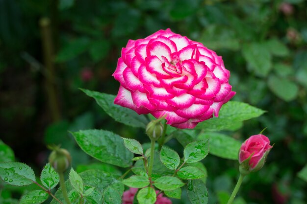 Rosa Rosenbusch im Garten