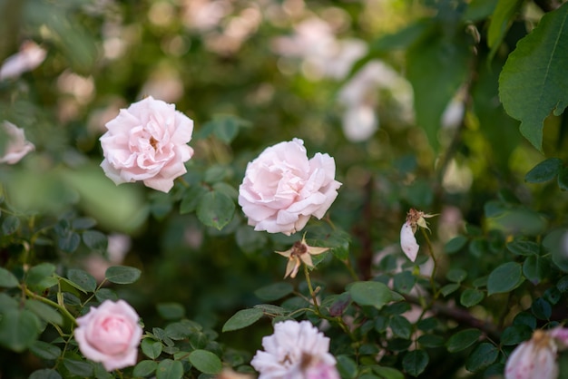 Rosa Rosenbusch im Garten.