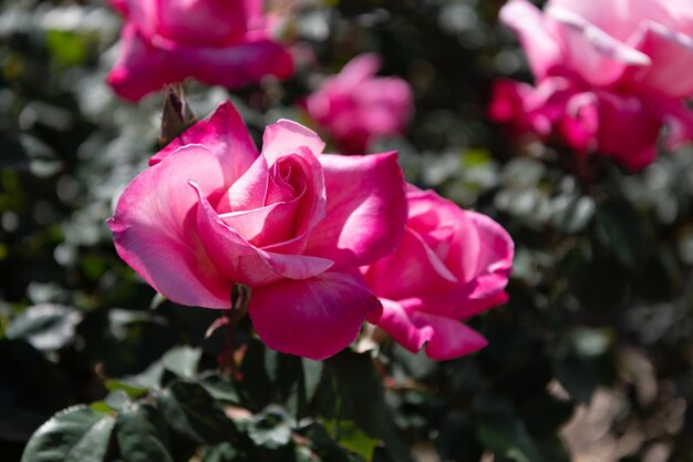 Rosa Rosenbusch. schöne frische Rosen in der Natur. Rosa Teerosenbusch im Garten. Sommer blühende Blume. weiche Blütenblätter. Rosengarten im Frühjahr.