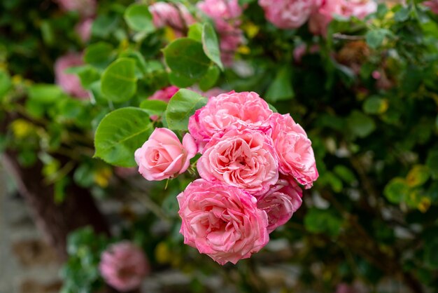 Rosa Rosenknospe auf einem Busch in der Nähe Makro