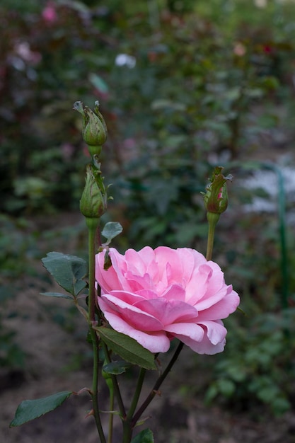 Rosa Rosenknospe im Garten