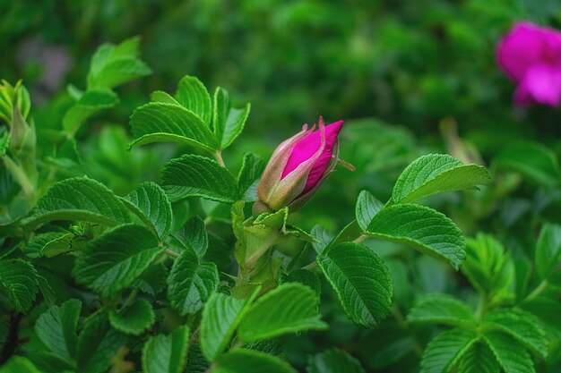 Rosa Rosenknospenblütenknospe auf einem Zweig