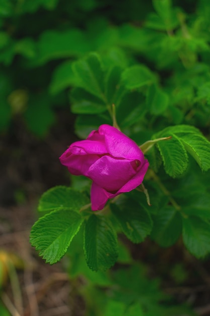 Rosa Rosenknospenblütenknospe auf einem Zweig