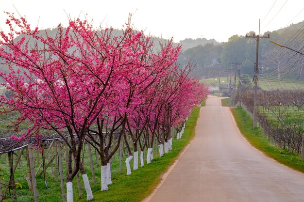 Rosa Route, abgeleitet von der Schönheit der Sakura-Kirschblüten im Berg Doi Angkhang