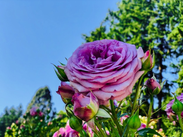 Foto rosa roxa em um jardim com céu azul