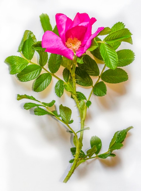 Rosa rugosa RubraHermosas flores de escaramujos decorativos sobre un fondo blanco.