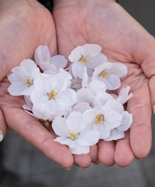 Rosa Sakura Blossom in der Hand