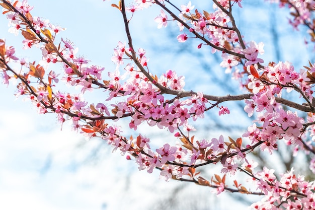 Rosa Sakura blüht bei sonnigem Wetter