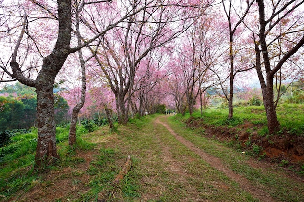 Rosa Sakura-Blüten auf Schotterstraße in Thailand