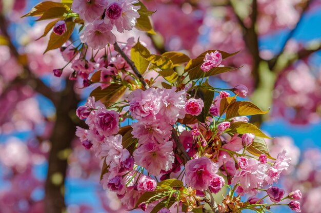 Rosa Sakura-Blüten der japanischen Kirsche auf Ästen in der Stadt im Frühling