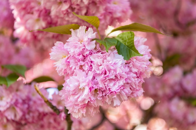 Rosa Sakura-Blume auf blühendem Frühlingsbaum in der Nähe