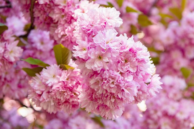 Rosa Sakura-Blume auf blühender Frühlingsbaumblüte