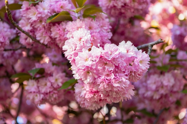 Rosa Sakura-Blume auf blühender Frühlingsbaumnatur