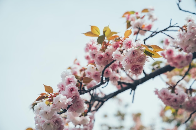 rosa sakura-blume, die im blauen himmel in osaka japan mint museum blüht. schöne kirschbaumzweigblüte im frühling im freien im japanischen garten des parks. buntes winterkonzept der naturpflanze.