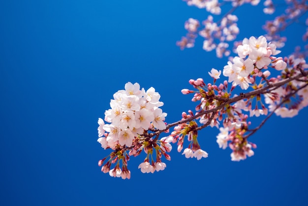 Foto rosa sakura-blume gegen blauen himmel in japan