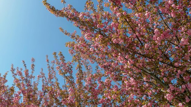 Rosa sakura-blumen mit klarem blauem himmel im hintergrund blühender kirschbaum schöner blumenrücken