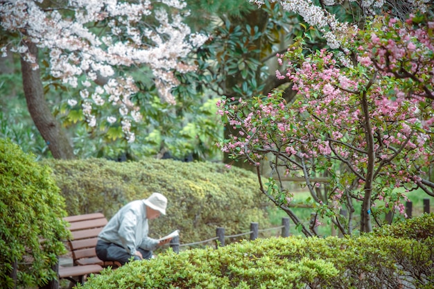 Rosa Sakura ist schöne Blume, Blüte in Japan.