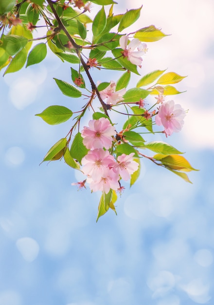 Rosa Sakura-Kirschblütenblüte