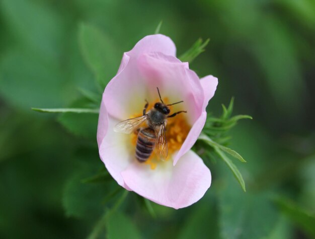 Rosa salvaje floreciendo