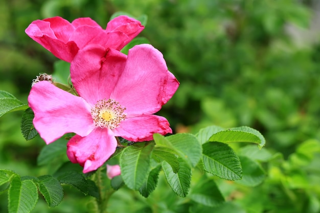 Rosa salvaje en el jardín