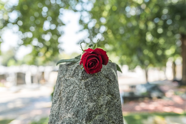 Una rosa salvaje en la lápida