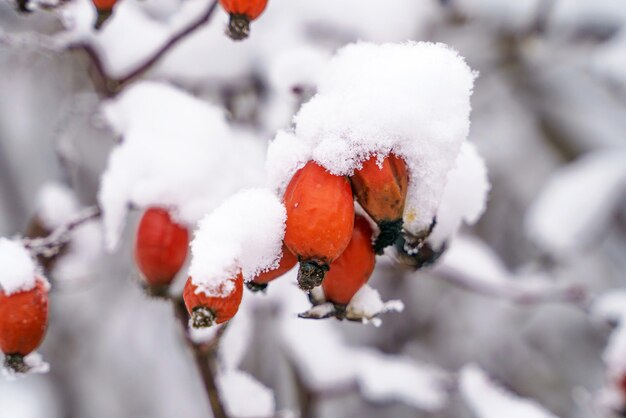 Rosa salvaje en el primer plano de la nieve Fotografía de invierno