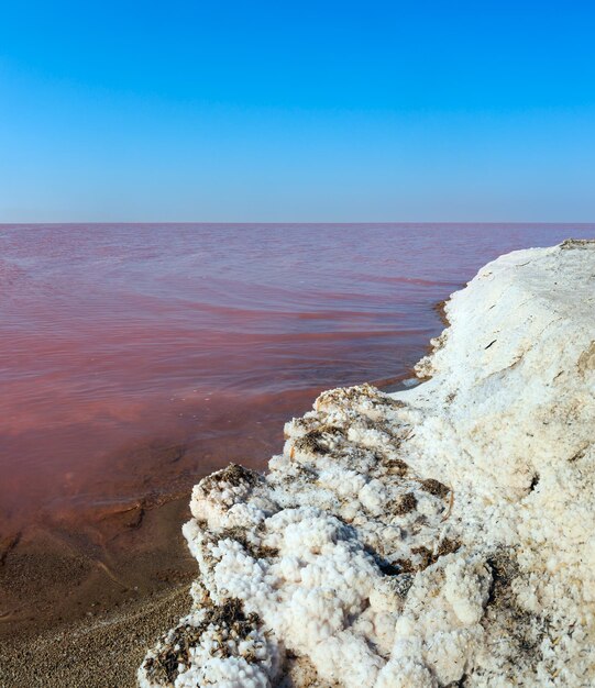 Rosa salziger Syvash See Ukraine