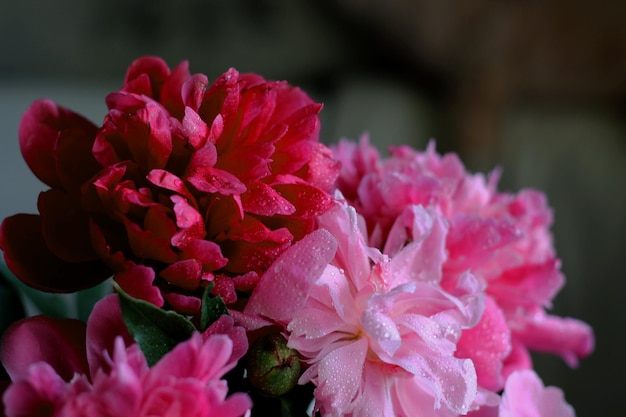 Rosa schattiert Pfingstrosen mit Wassertropfen auf horizontalem Foto der Blumenblätter