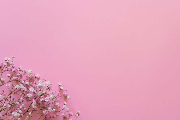 Rosa Schleierkraut auf rosa Hintergrund