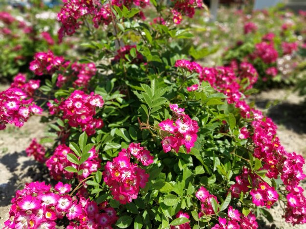 Rosa schöne Blumen im großen Blumenbeet Design- und Dekorationselemente eines Stadtparks Viele rosa Blumen und Knospen auf einem Busch Defokussierter Effekt an den Rändern des Fotos Weichzeichner