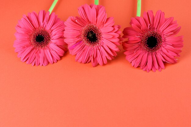 Rosa schöne Gerbera auf der roten Hintergrundnahaufnahme. Platz für Text, flach liegen.