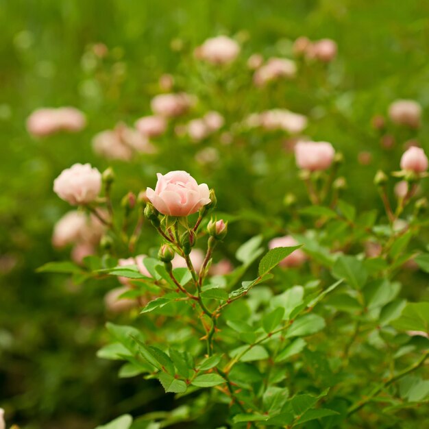 Rosa schöne Rose, die im natürlichen Hintergrund des Gartens wächst