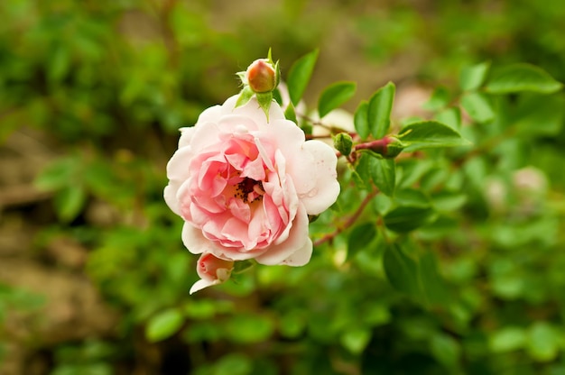 Rosa schöne Rose wächst im Garten