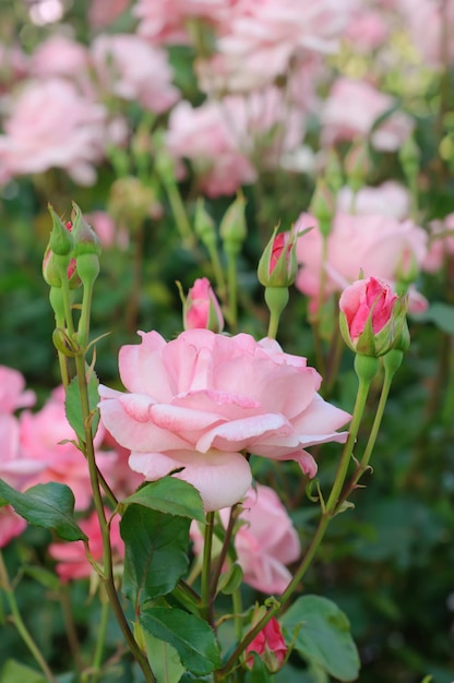 Rosa schöne Rosen, die im Garten wachsen