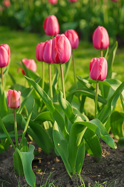 Rosa schöne Tulpen