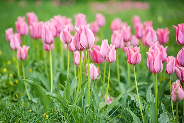 Rosa schöne Tulpen