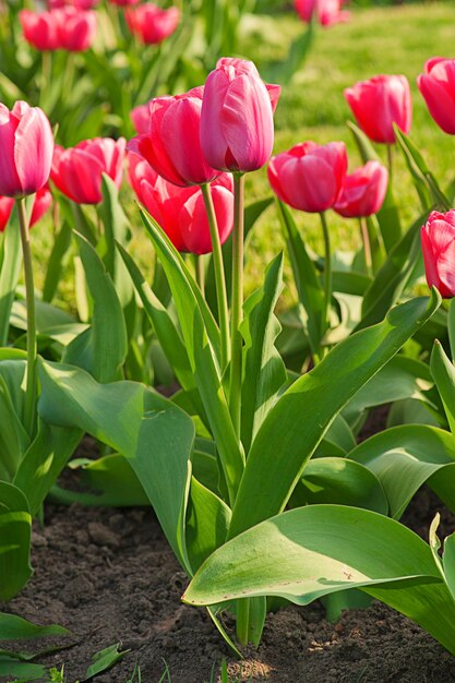 Rosa schöne Tulpen