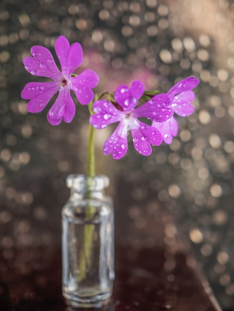 Foto rosa schönes primelblumen-kunstfoto. nahansicht.