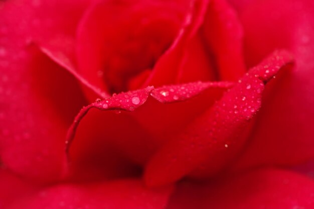 Rosa schönes Rosenmakro mit Wasser lässt Blumenhintergrund fallen