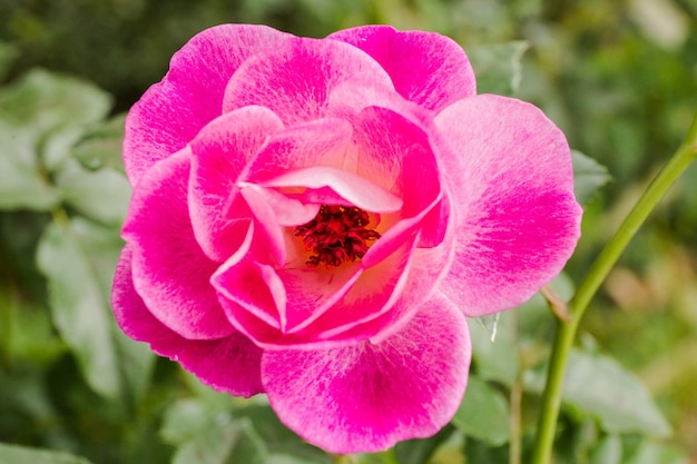 Foto rosa schönheitsblume