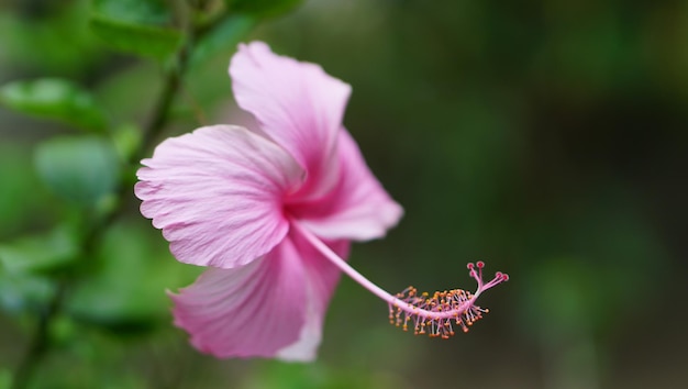 Rosa Schuhblume blüht Hibiscus rosa sinensis